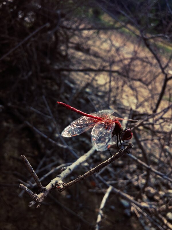Red Dragonfly on Branch — Natural, Afternoon, Photograph, Twigs