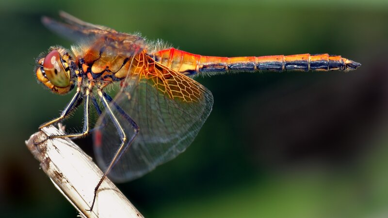 Red Dragonfly on Branch — Natural, Afternoon, Photograph, Wings