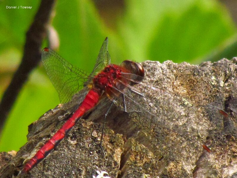 Red Dragonfly on Branch — Natural, Afternoon
