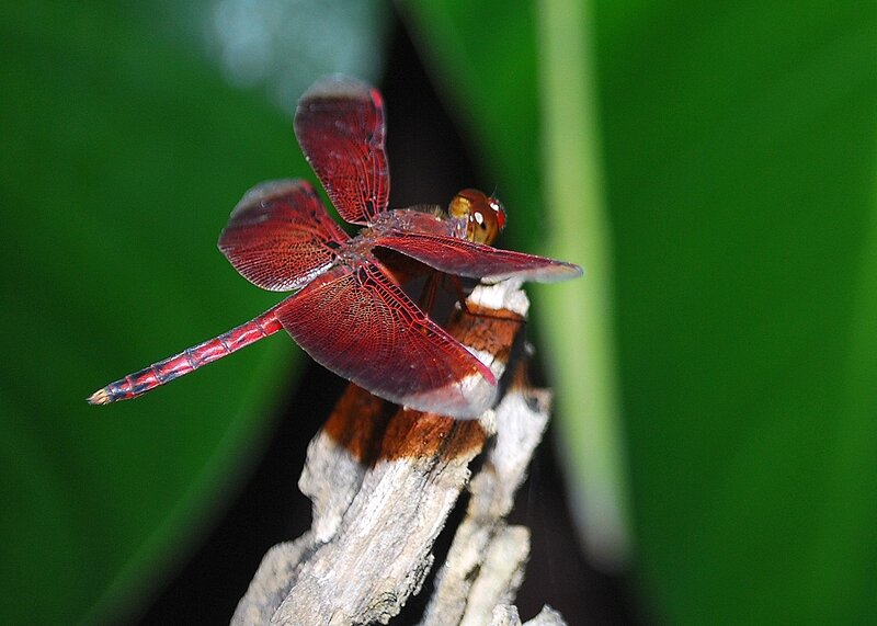 Red Dragonfly on Branch — Natural