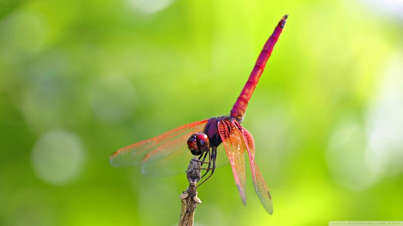 Red Dragonfly on Branch — Serene, Photograph