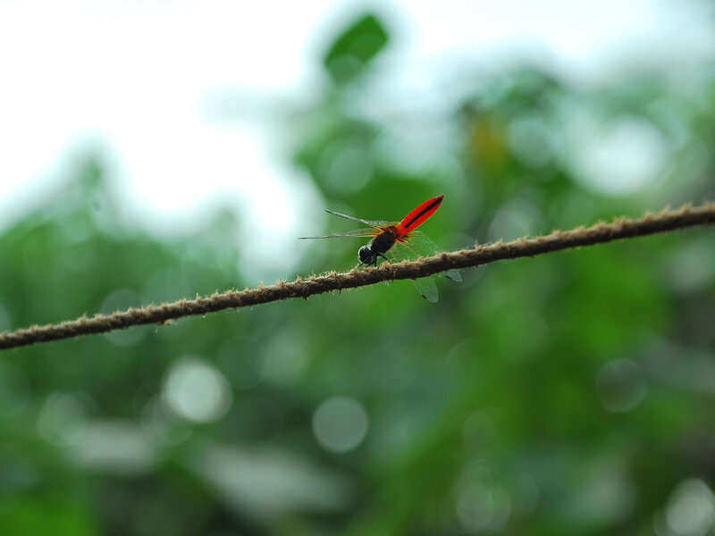 Red Dragonfly on Branch — Serene
