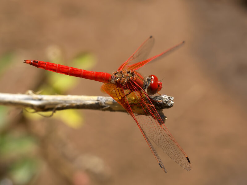 Red Dragonfly on Branch