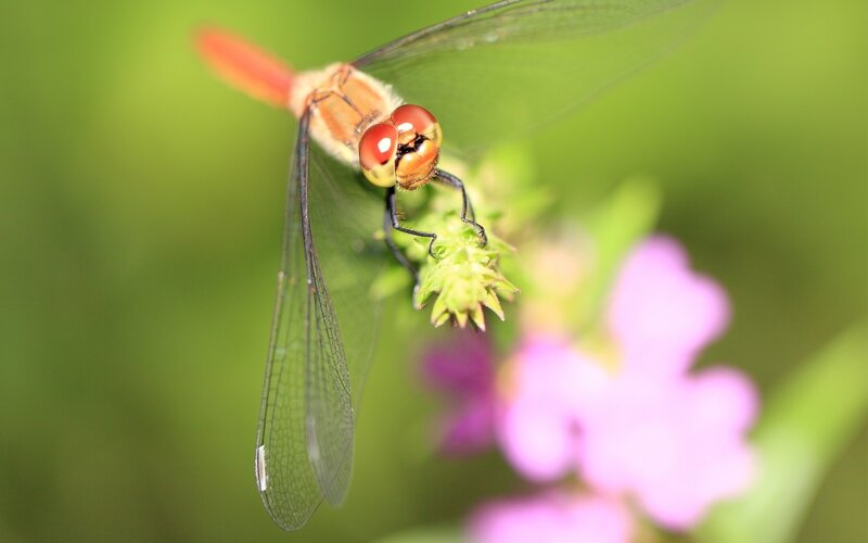 Red Dragonfly on Flower — Green