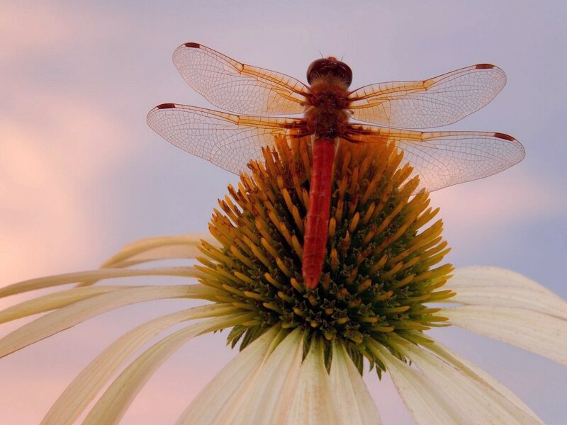 Red Dragonfly on Flower — White
