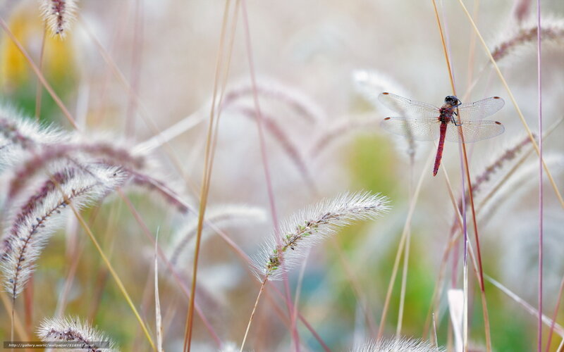 Red Dragonfly on Grass — White