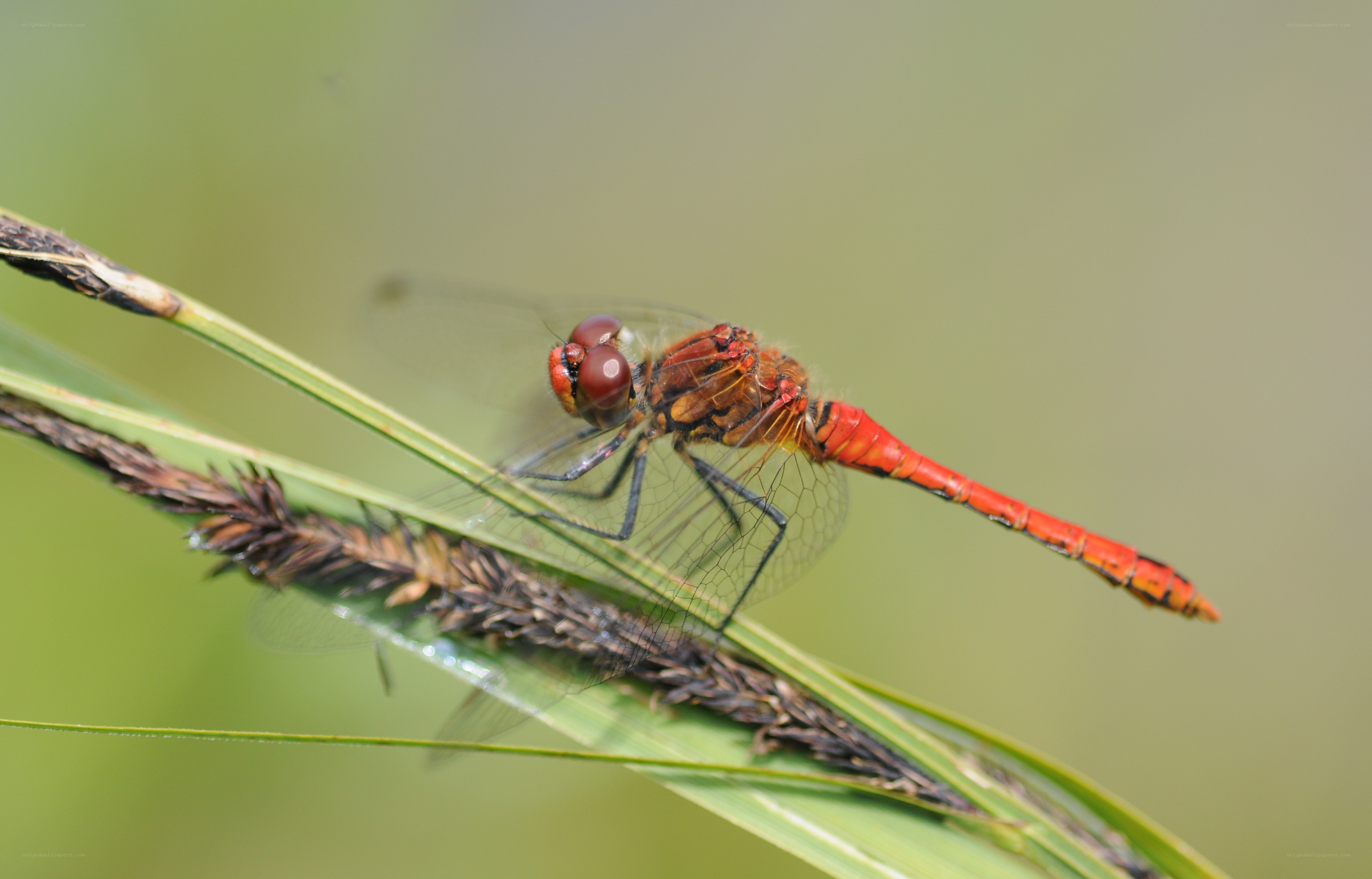 Red dragonfly on grass