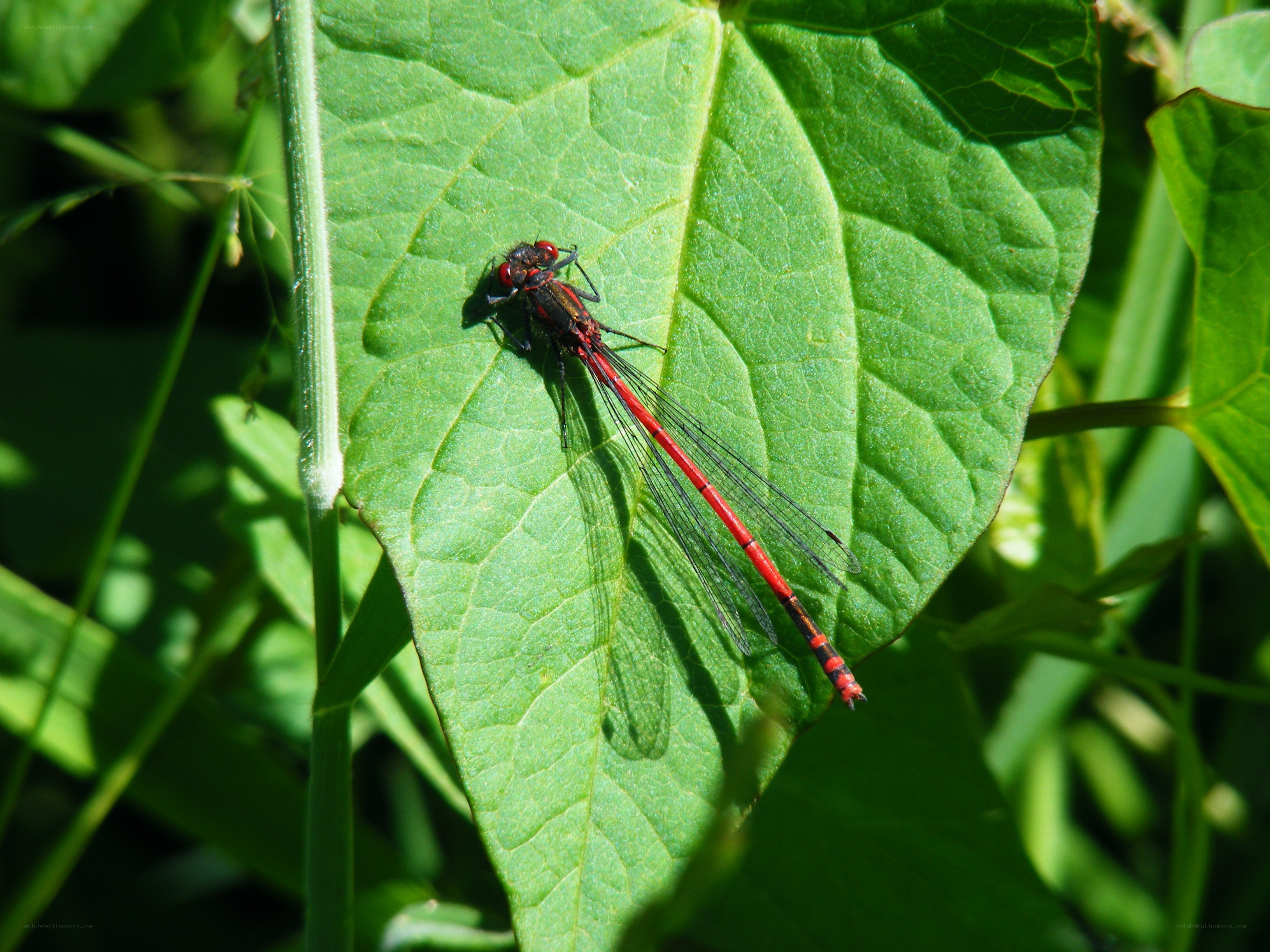 Red dragonfly on green leaf