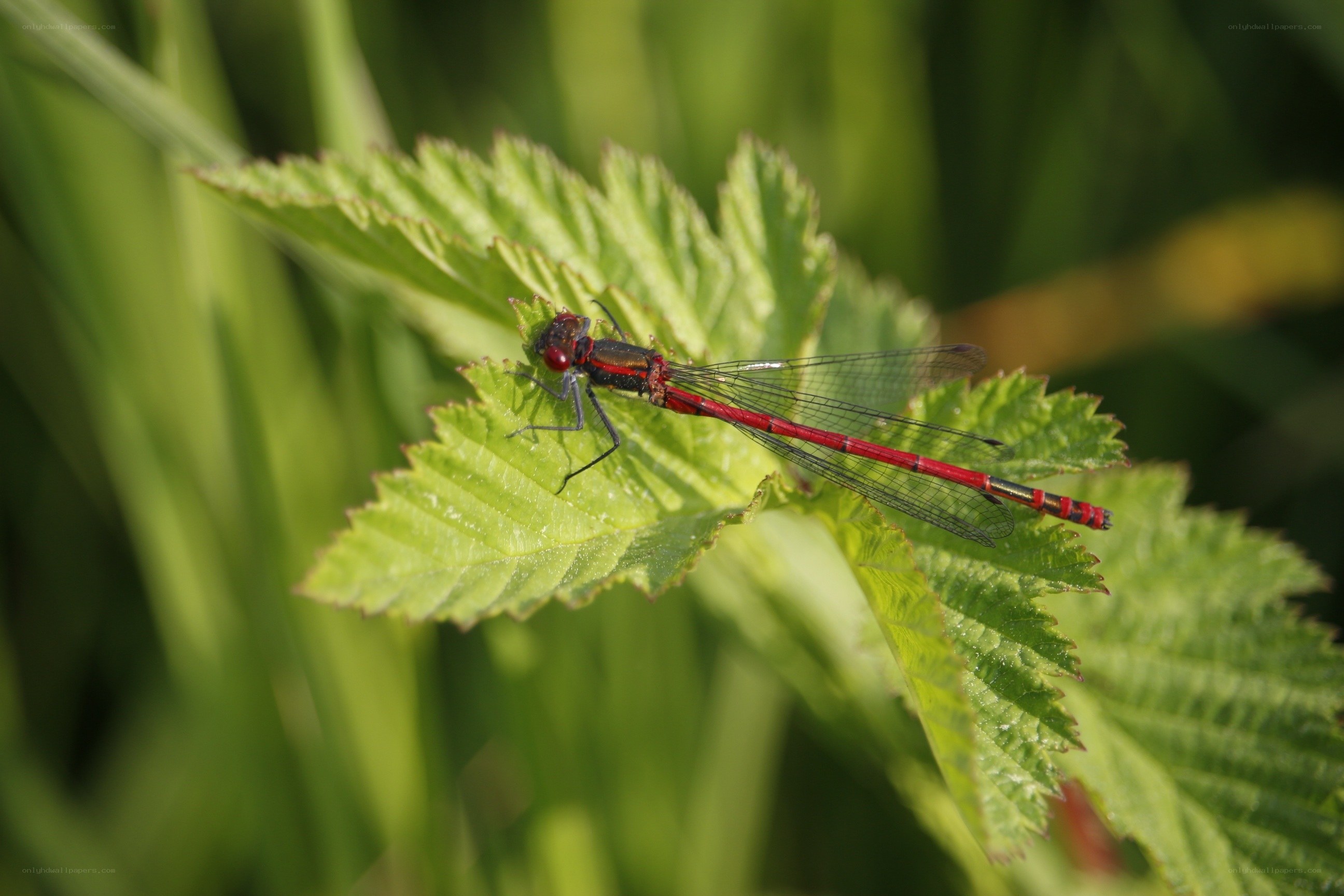 Red dragonfly on green leaf