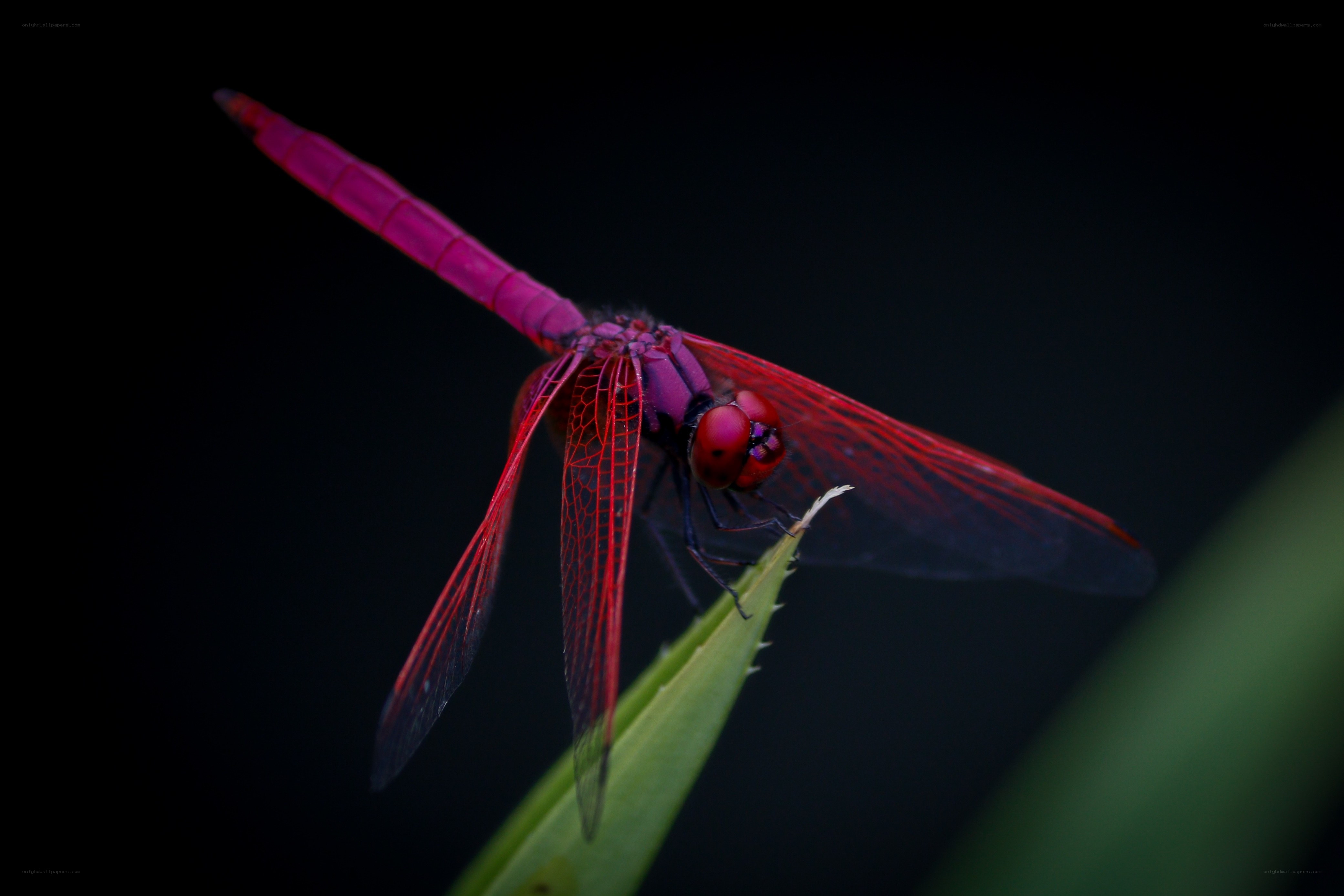 Red dragonfly on green leaf