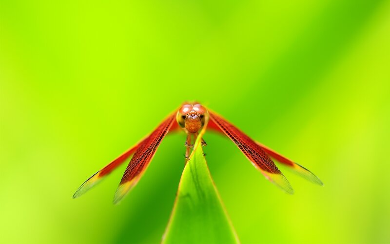 Red dragonfly on green leaf