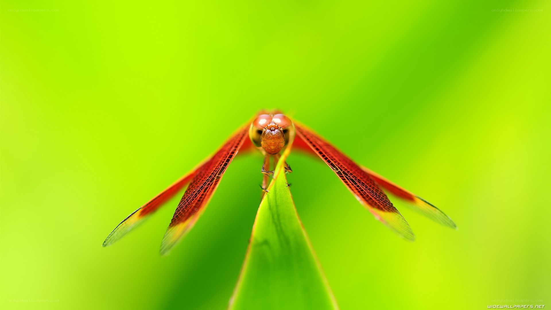 red dragonfly on green leaf