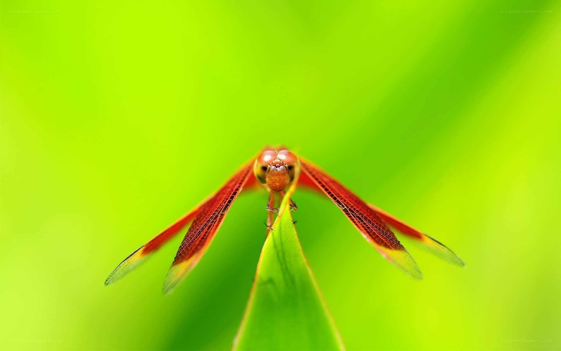 Red dragonfly on green leaf