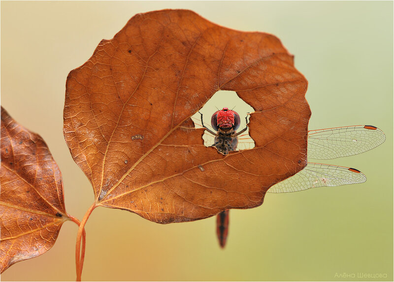 Red Dragonfly on Leaf — Brown