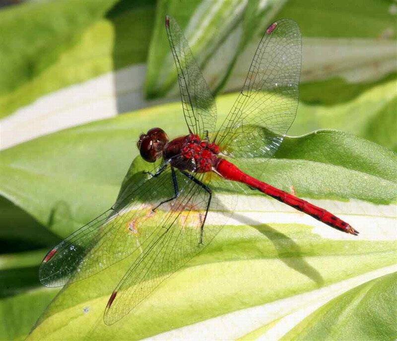 Red Dragonfly on Leaf — Calm, Afternoon
