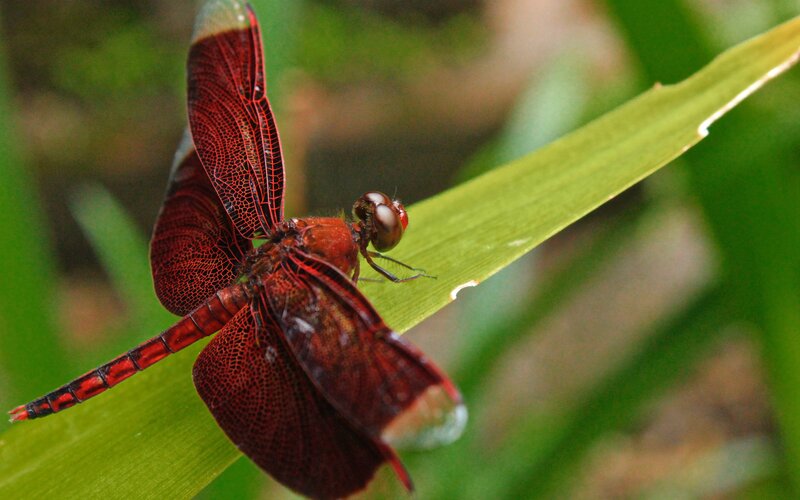 Red Dragonfly on Leaf — Calm, Photograph
