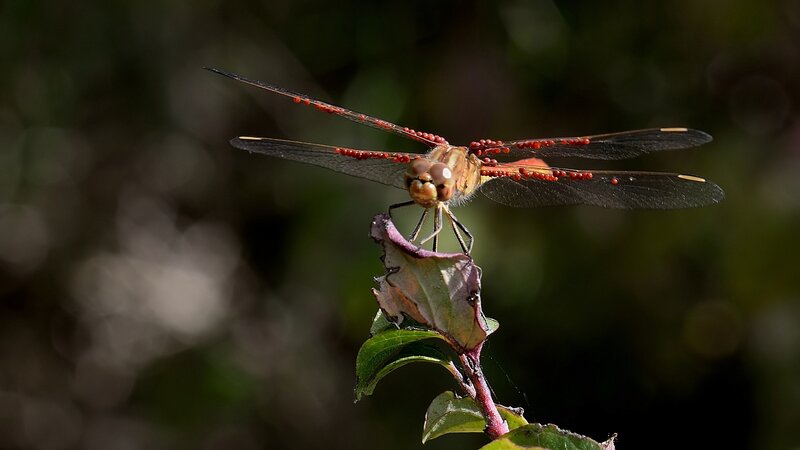Red Dragonfly on Leaf — Calm