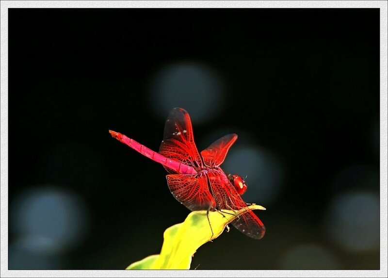 Red Dragonfly on Leaf — Dramatic