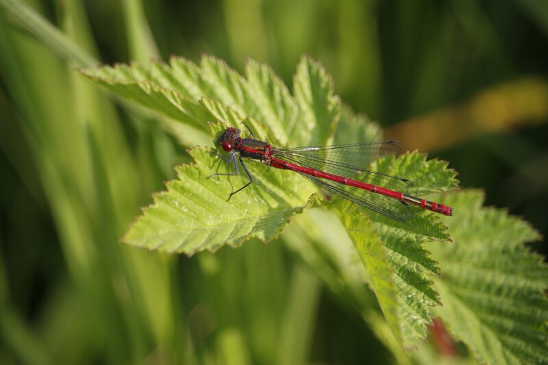 Red Dragonfly on Leaf — Green, Calm, Afternoon
