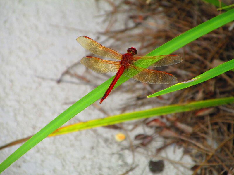 Red Dragonfly on Leaf — Green, Calm