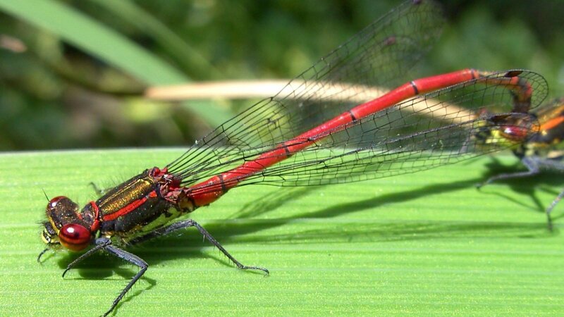 Red Dragonfly on Leaf — Green, Natural