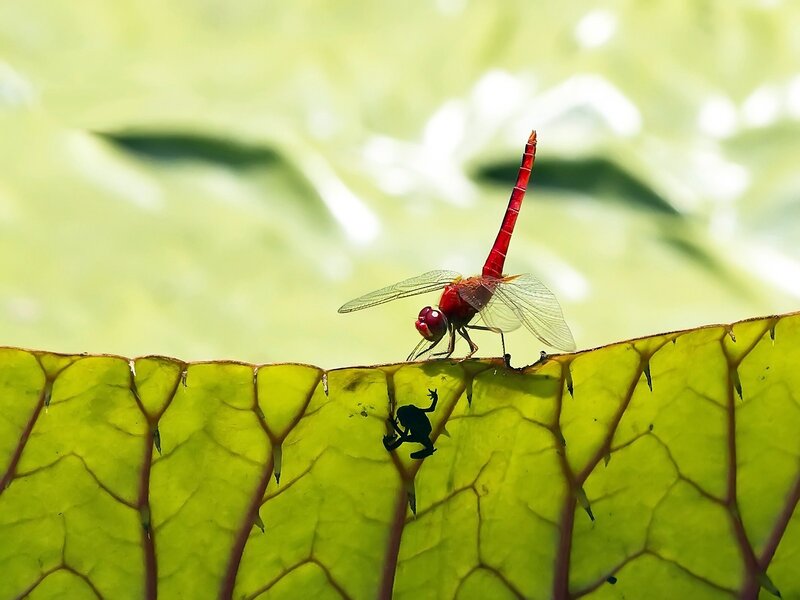 Red Dragonfly on Leaf — Green, Photograph