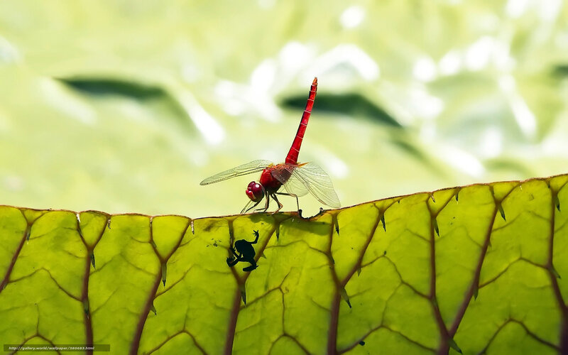Red Dragonfly on Leaf — Green, Serene, Afternoon, Photograph