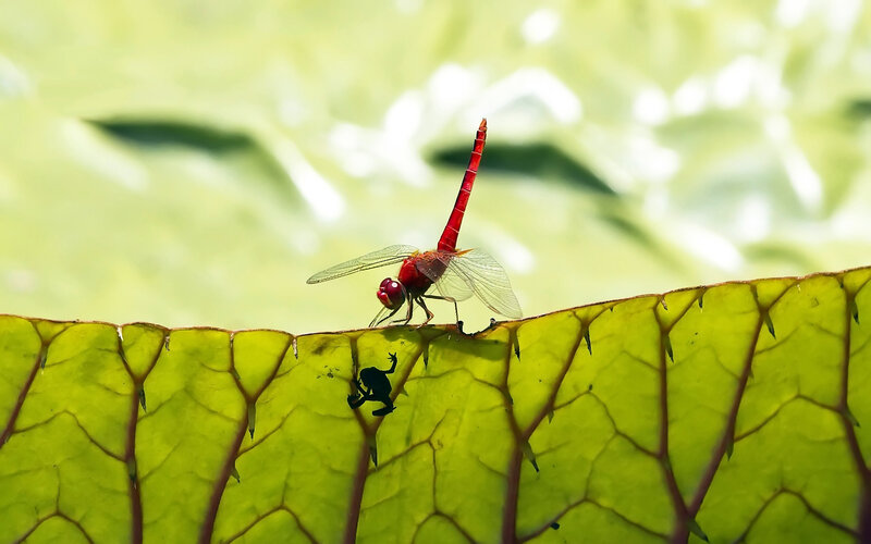 Red Dragonfly on Leaf — Green, Serene