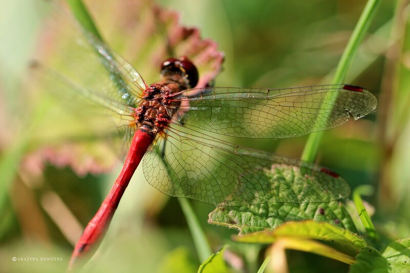 Red Dragonfly on Leaf — Natural