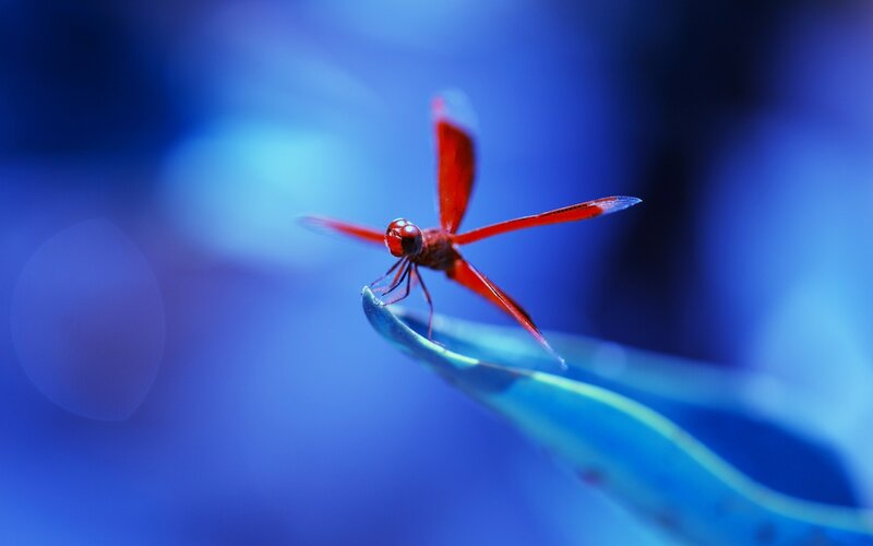 Red Dragonfly on Leaf — Serene