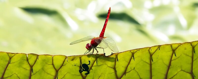 Red Dragonfly on Leaf — Shadow