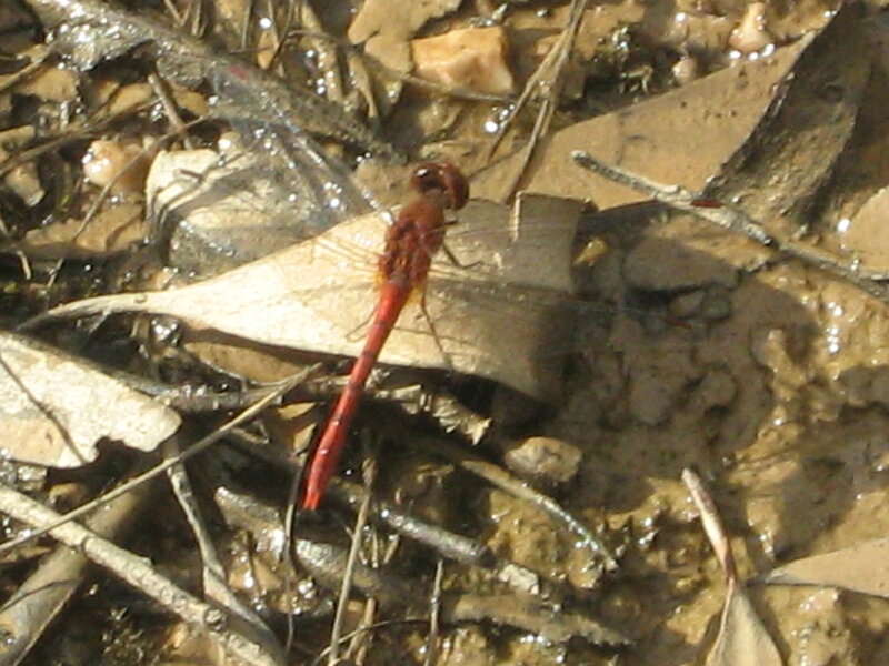 Red dragonfly on leaf