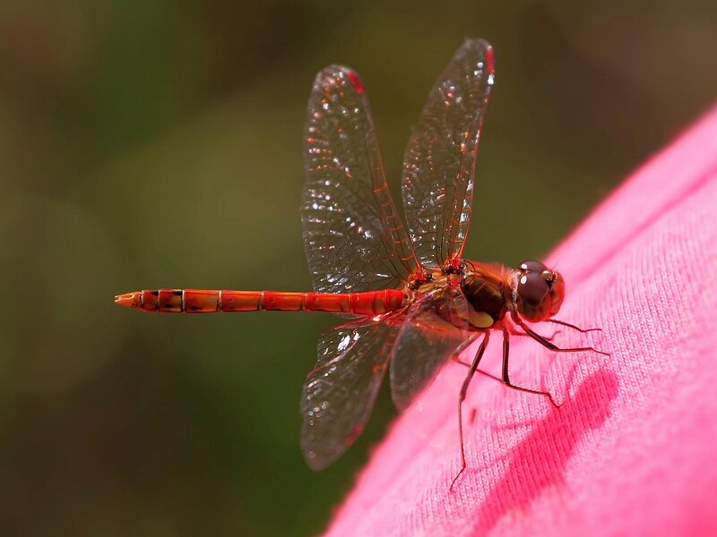 Red Dragonfly on Pink Fabric — Calm
