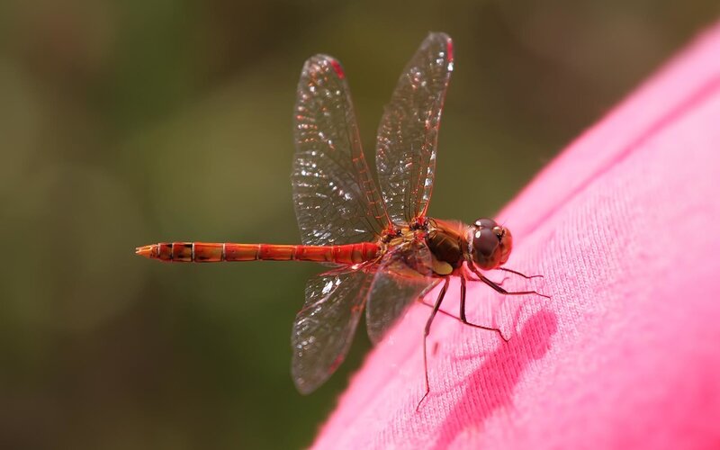 Red Dragonfly on Pink Fabric