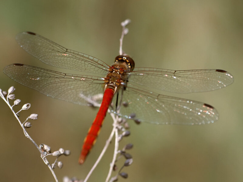 Red Dragonfly on Plant