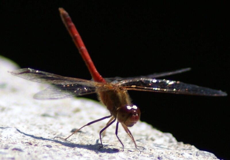 Red Dragonfly on Rock
