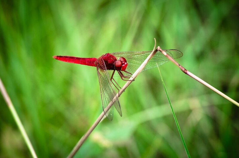 Red Dragonfly on Stem — Calm, Afternoon, Photograph, Grass