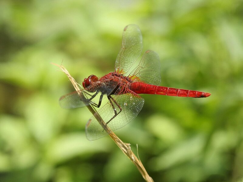 Red Dragonfly on Stem — Calm, Afternoon, Photograph