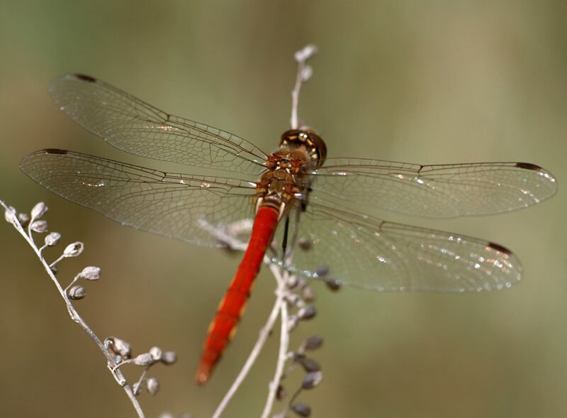 Red Dragonfly on Stem — Calm, Afternoon