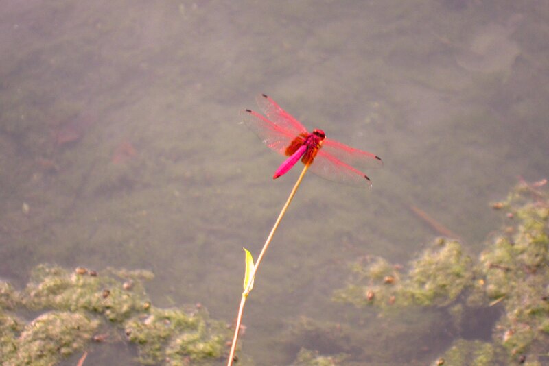 Red Dragonfly on Stem — Calm, Photograph