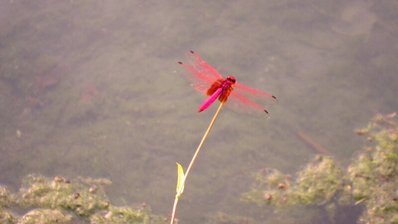 Red Dragonfly on Stem — Calm, Photograph, Water
