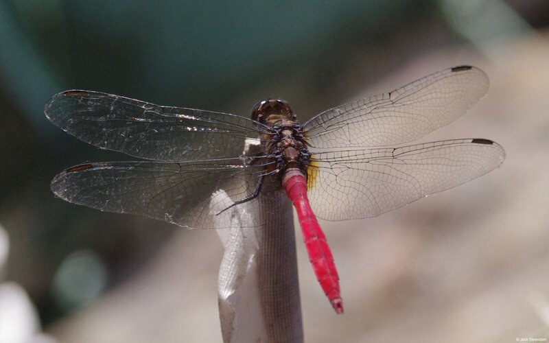 Red Dragonfly on Stem — Calm