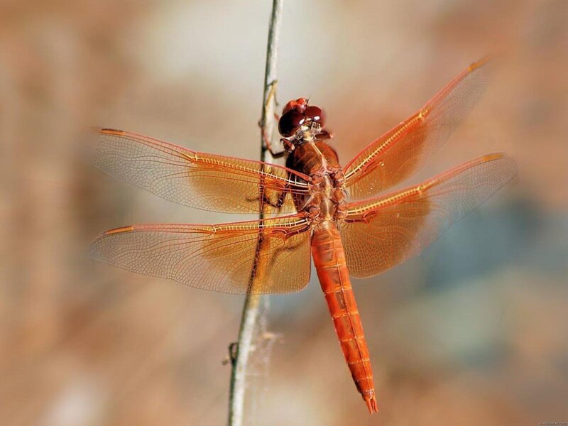 Red Dragonfly on Stem