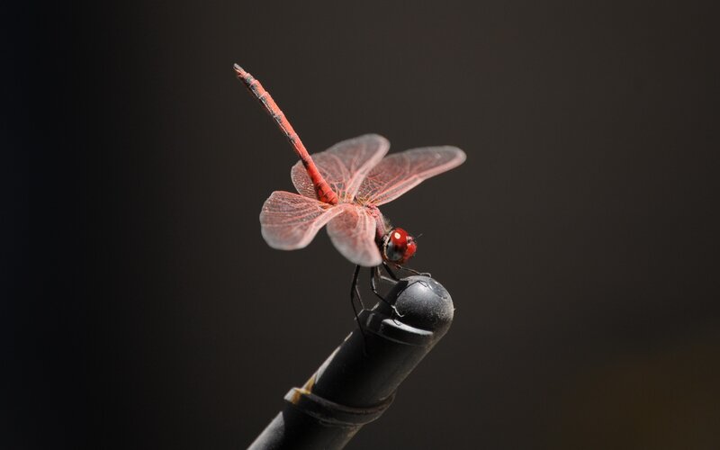 Red Dragonfly on Stick — Dramatic