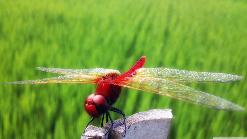 Red Dragonfly on Stone