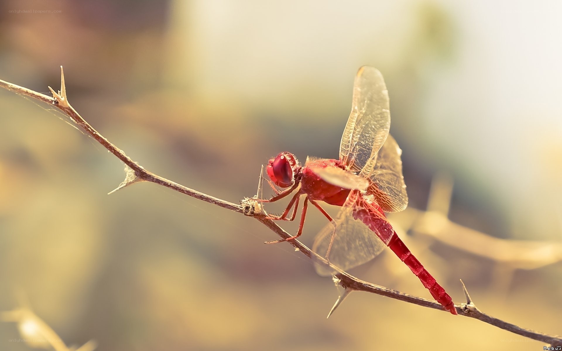 Red dragonfly on thorny branch