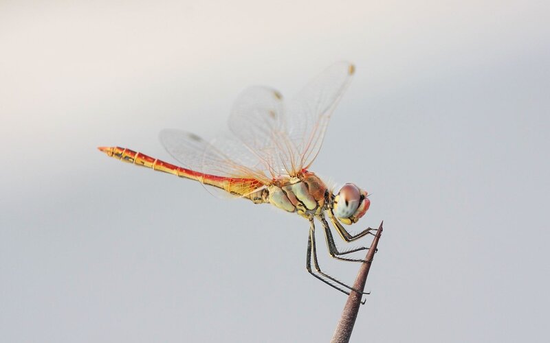 Red Dragonfly on Twig