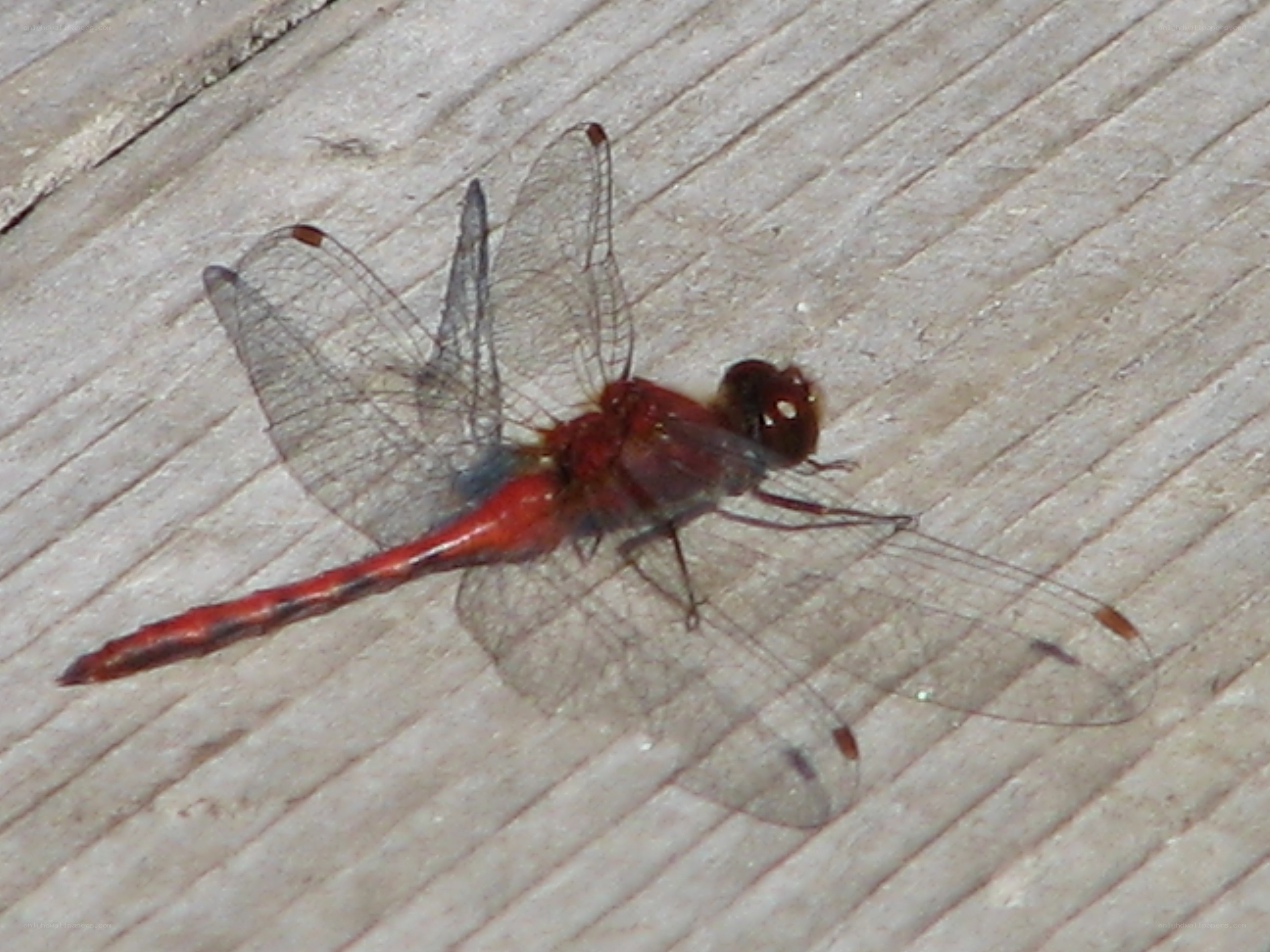 red dragonfly on wood