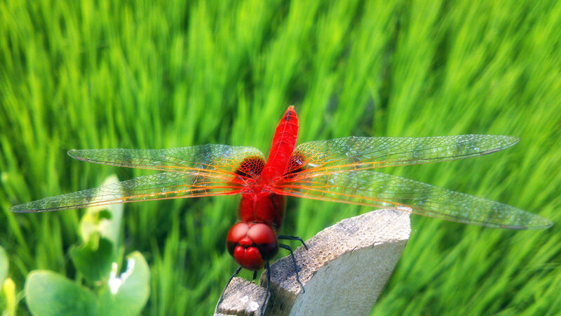 Red Dragonfly on Wood — Natural