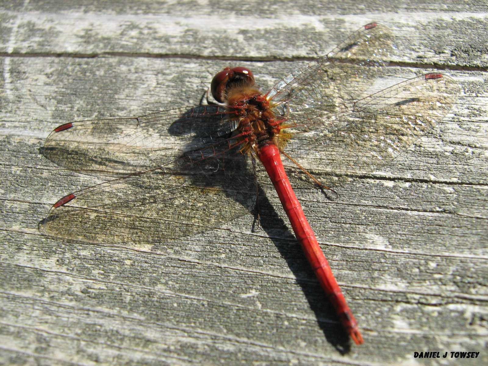Red dragonfly on wood
